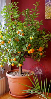 plodc citrus