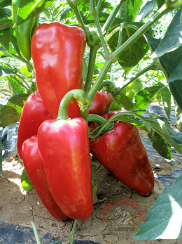 paprika