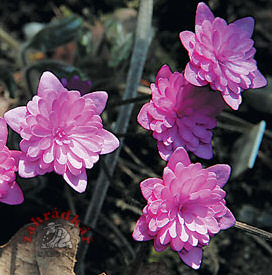 Hepatica nobilis rubra plena