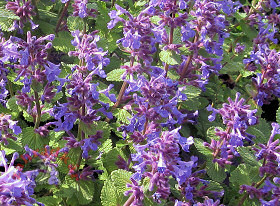 nepeta