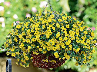 Calibrachoa Kabloom