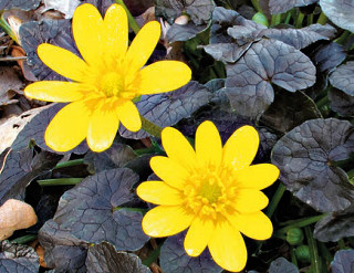 Calibrachoa Kabloom