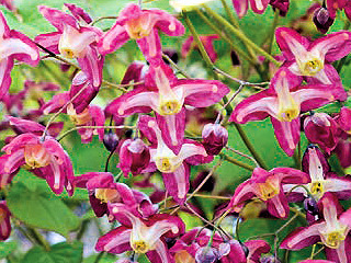 kornice Epimedium x rubrum