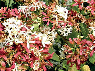 kornice Epimedium x rubrum